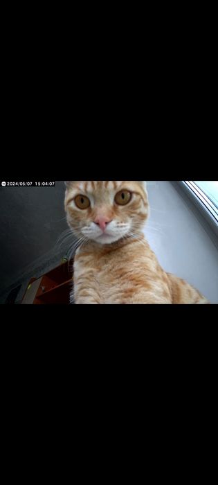 Отдам котика в добрые руки!