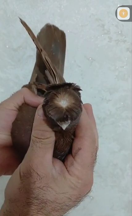 Продам голубей...