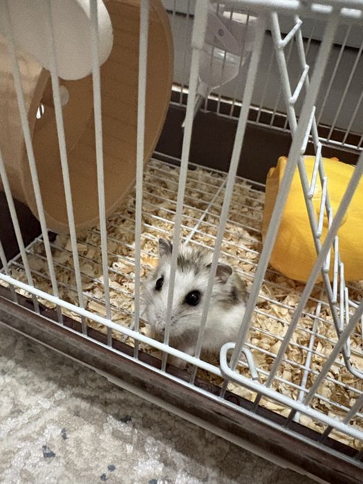 Продам хомяка с клеткой