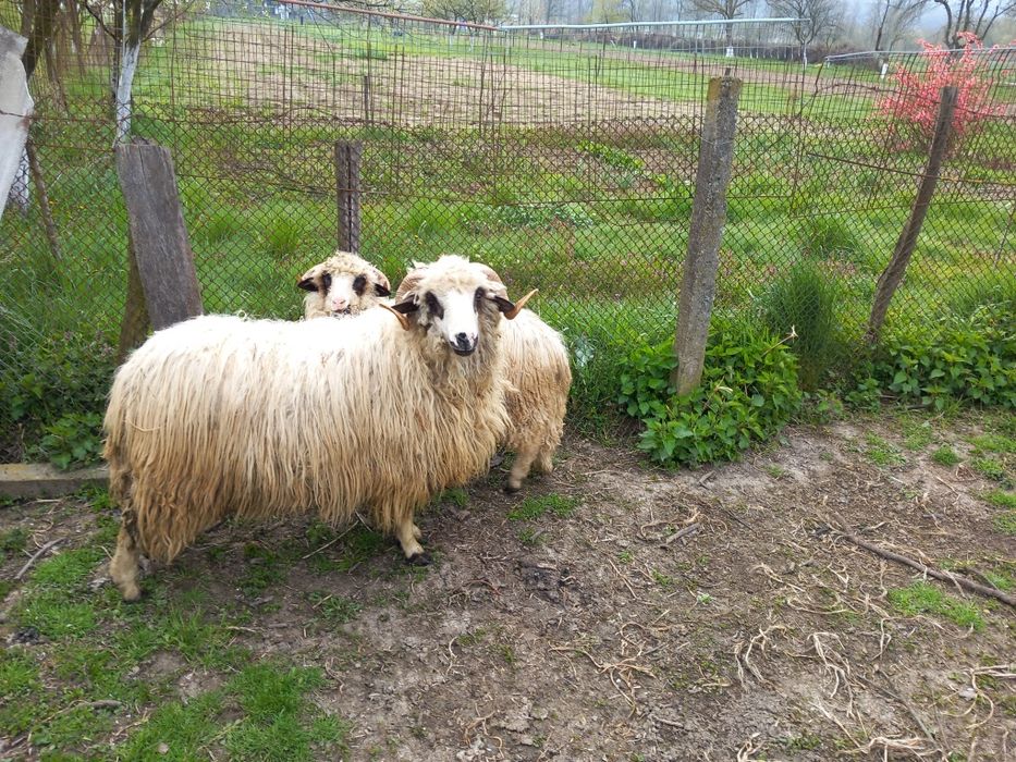 Vand doi berbecuti oachesi