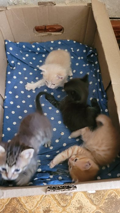 Отдам котят в хорошие руки