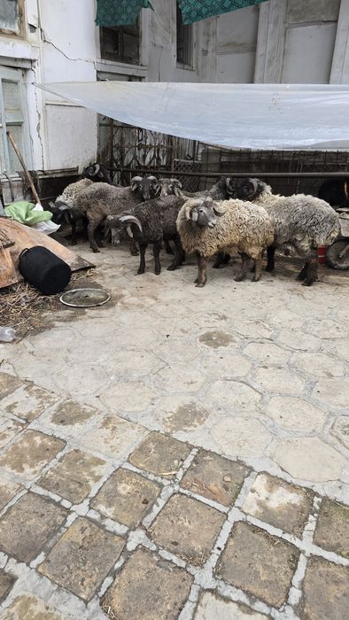 Куйлар сотилади..