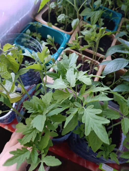 Рассада продам закалённая