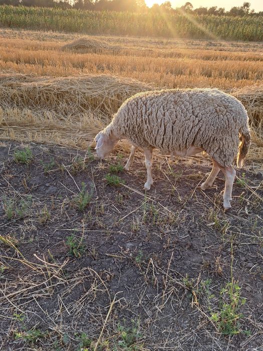 Oi assaf, lacaune si ille de France de vânzare.