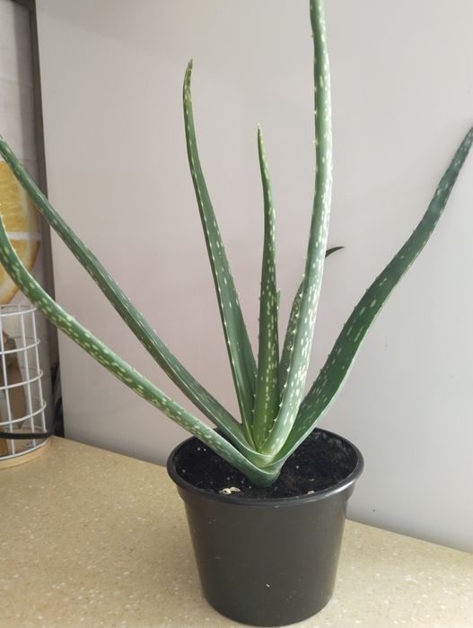 Алое вера разные