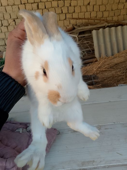 Strakach quyon sotiladi