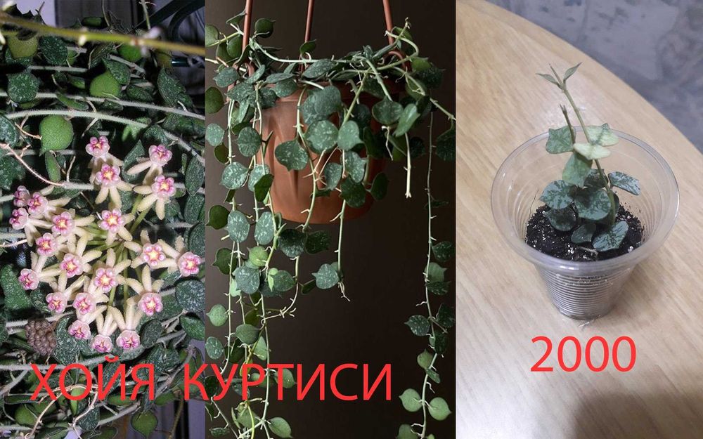 Комнатные  цветы