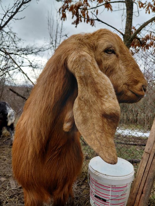 Пръч, неми патици