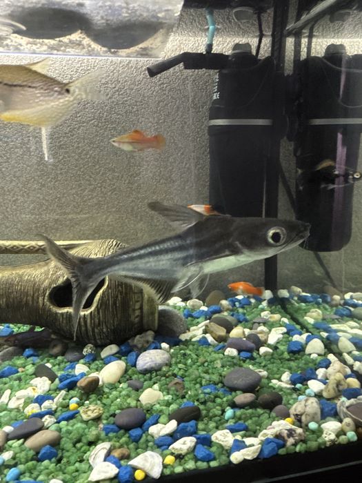 Продам пангасиус (акулий сом) 2 шт