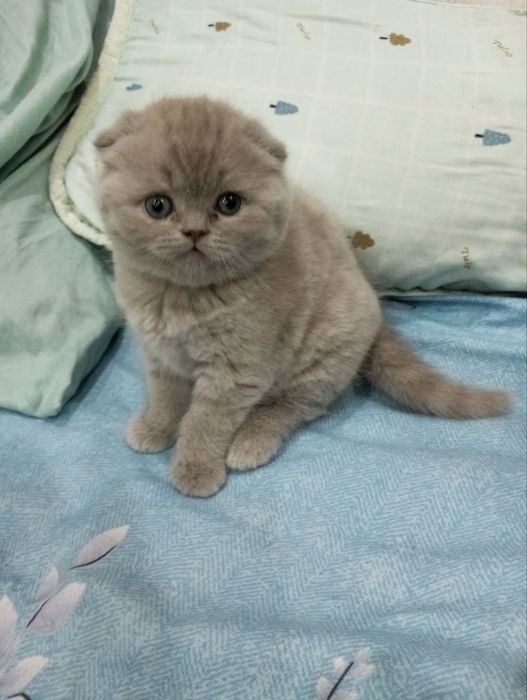 мушукча скотиш фолд