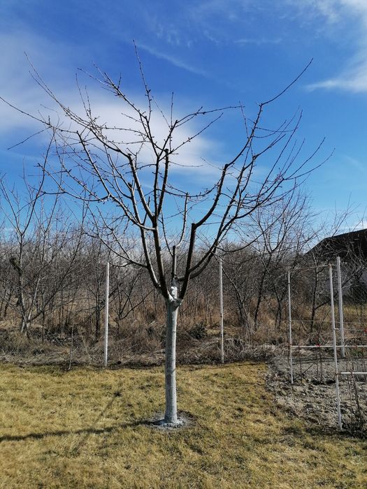 Curatare /Toaletare Pomi Fructiferi