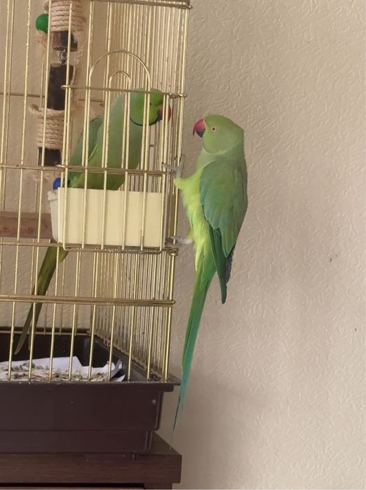 Продаются 2 100% ручных ожероловых попугаев