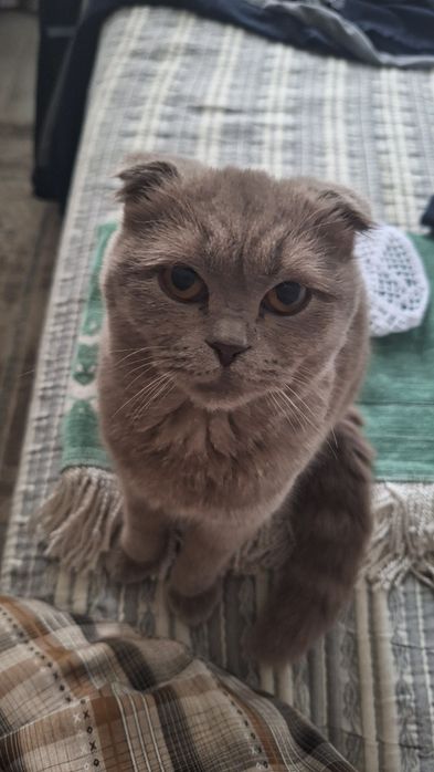 Chatishtirish, Вязка