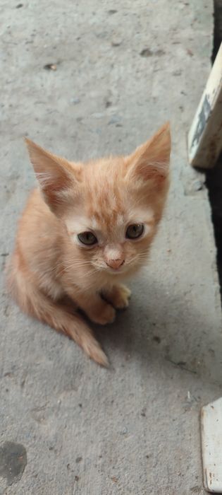Отдам котят в хорошие ручки
