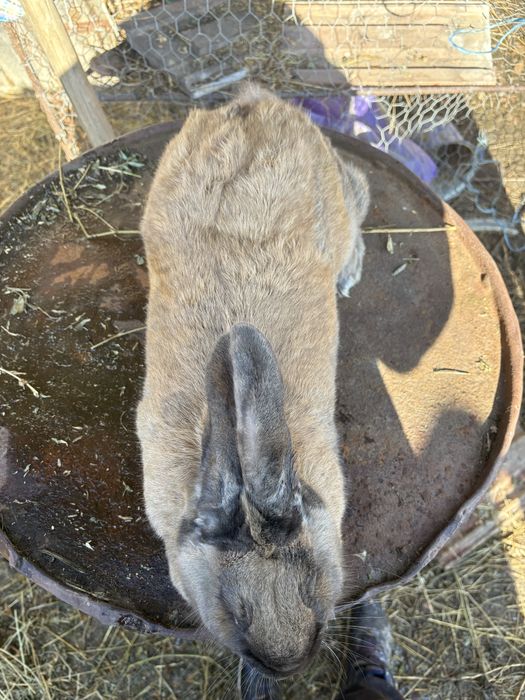 Vand iepuroaica 150 lei