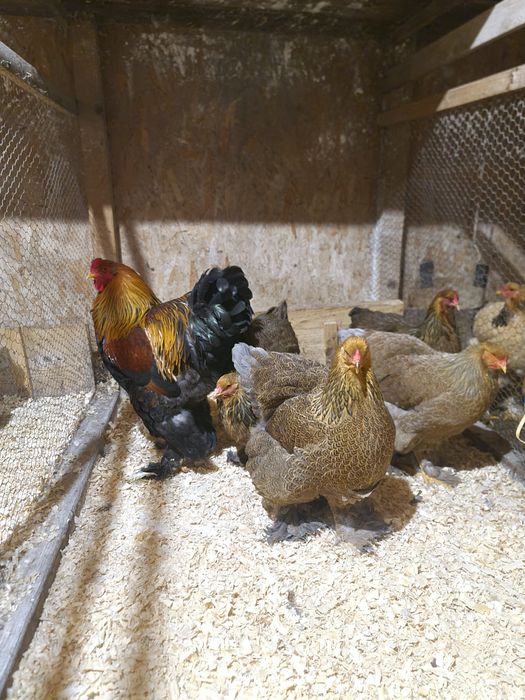 Ouă incubat păsări de rasă