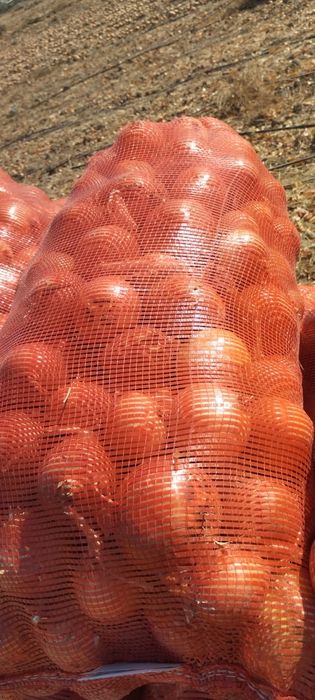 Лук Отличный коллибр Супер