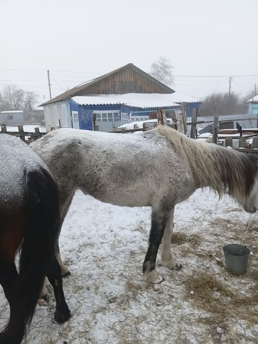 Продам Кобылу Кобылу