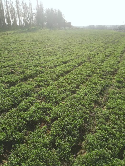 Бука мфй  Уй сотилади 5 хонали гараж бог