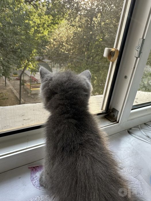 Продаются чистопородные котята Скоттиш-фолд и Скоттиш-страйт.