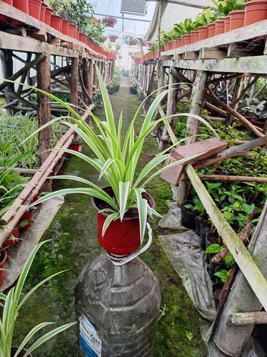 Xar xil turdagi gullarimiz sotiladi