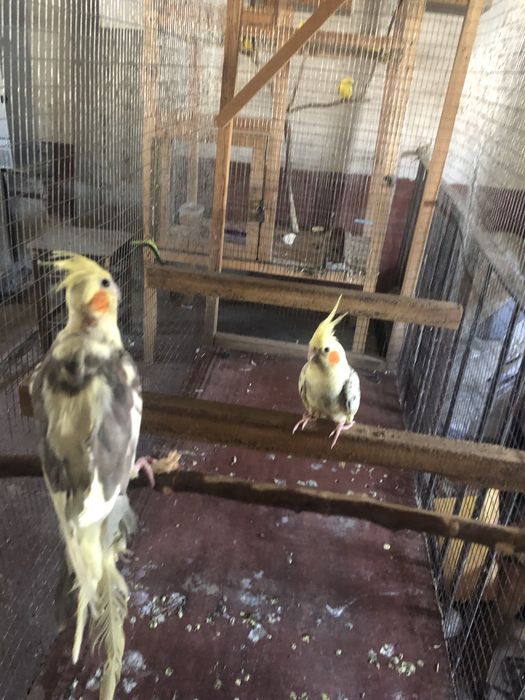 Карела сотилади ручное