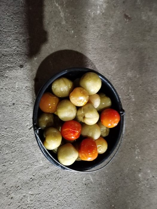 Gogonele murate 5leikg.