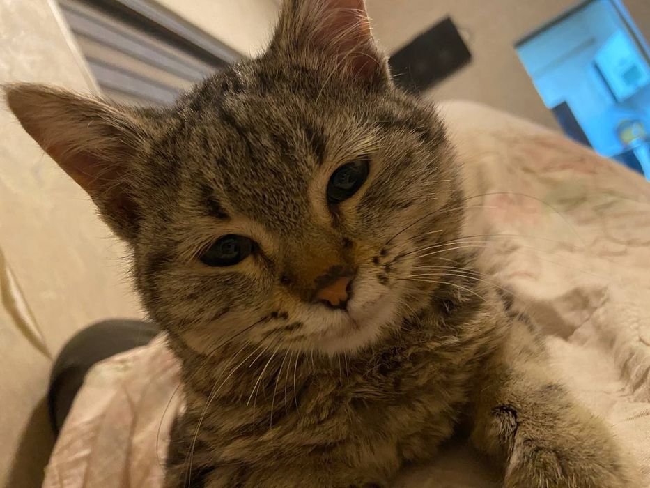 Mushuk sotiladi Shilshila zoti