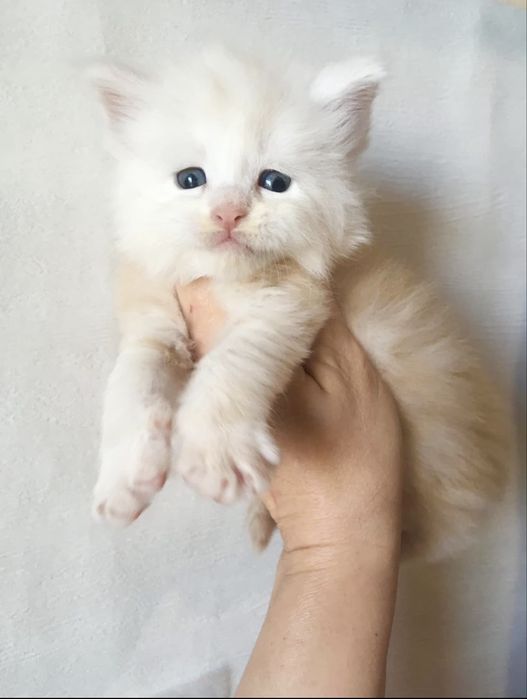 Мейн кун  / Мейн куун  / Maine coon