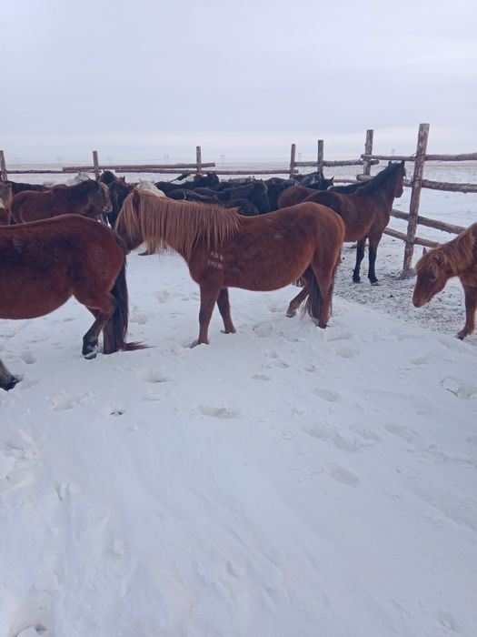 Продам кобылу с жеребенком