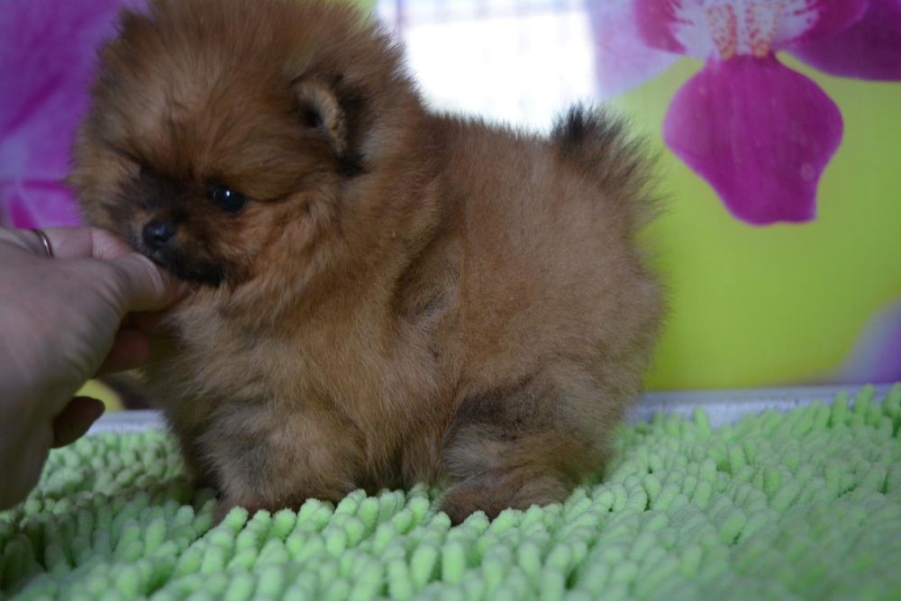 шпицы разных окрасов