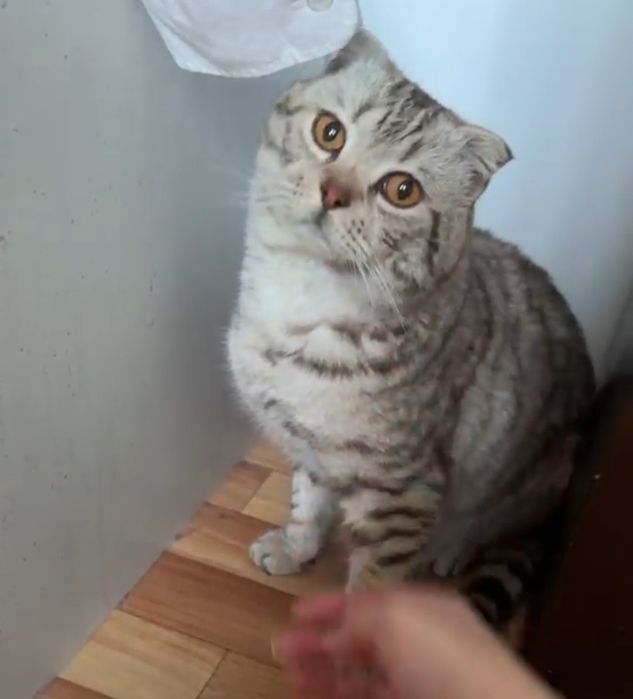 Шерхан вислоухий шотландец