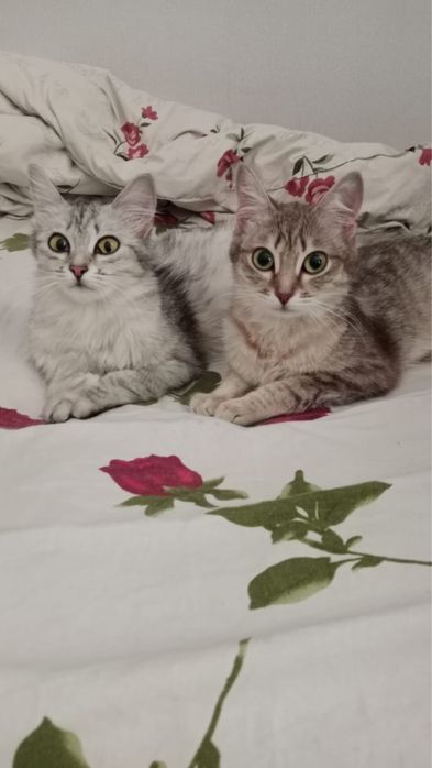 Отдам кошечек в хорошие руки