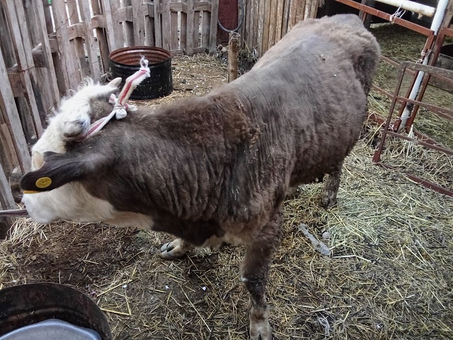 Бычок годовалый.