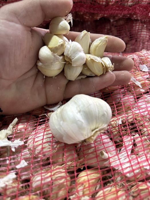 Usturoi pentru plantat