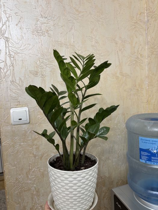 Цветы доллоровое дерево