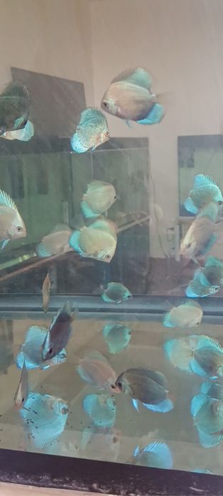 Мальки дискусов хорошего качества и формы по 100 000