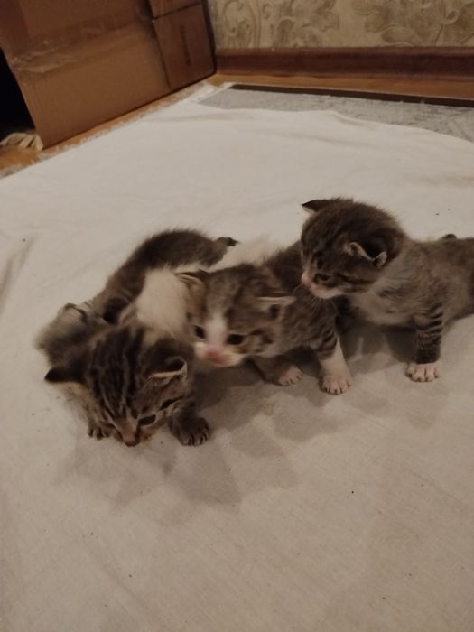 Отдам веслоухих котят в добрые руки