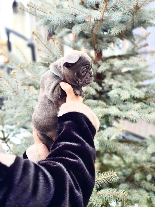 Щенки Французского будьдога мальчик