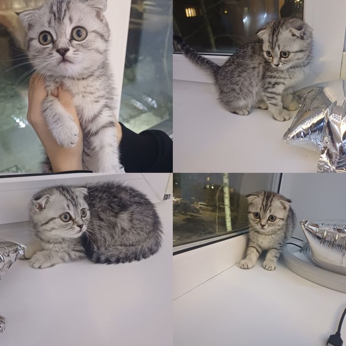 Котята скоттиш фолд