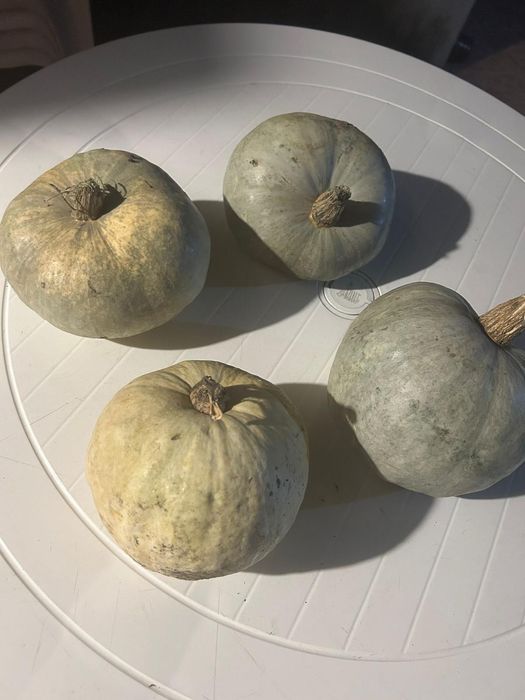 Vând dovleci pt. animale