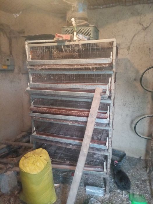 Bedana qafasi клетки qafas narhlari kelishilgan holda