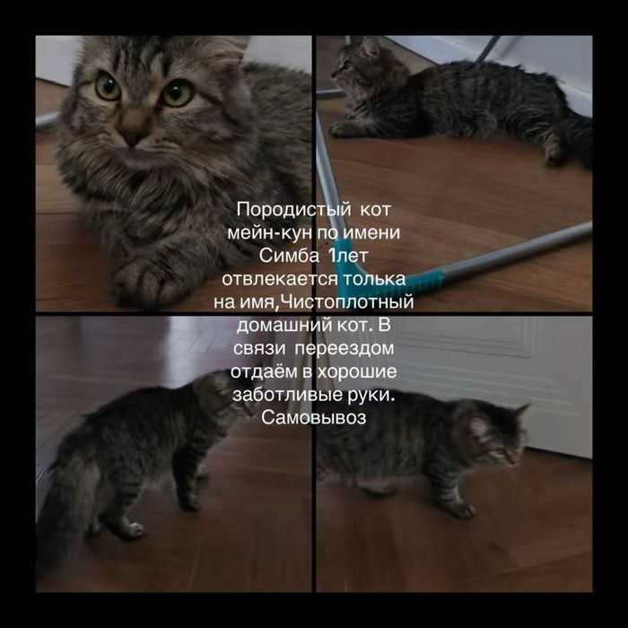 Кошка отдаем в хорошие руки