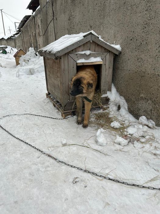 Отдам девочку в частный дом