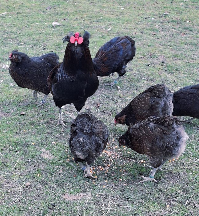 Pui araucana potarnichiu salbatic