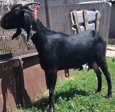 Продам коз битал