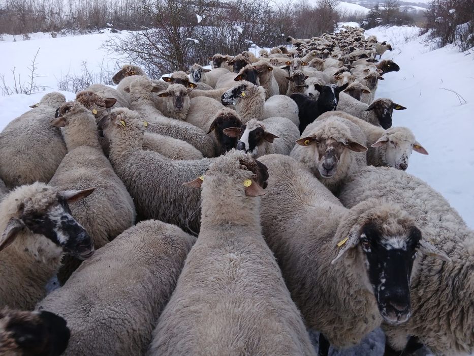 Disponibile 50 de oi !