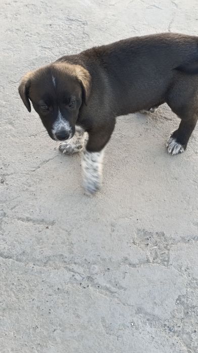 Erkak toza kuchukcha hadyaga