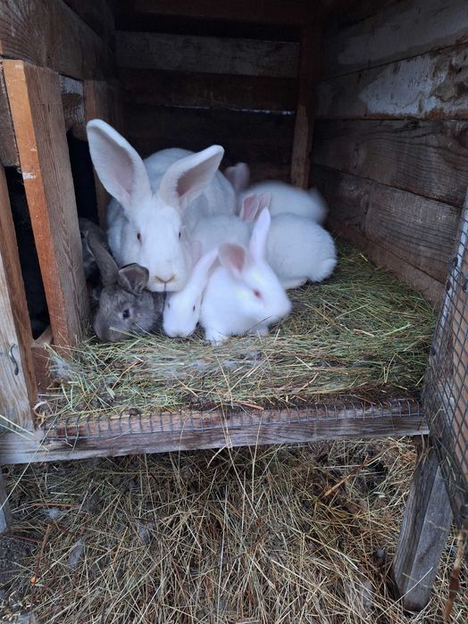 Майката е  Цика а малките са кръстоска