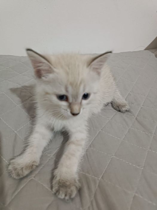 Отдам  2х месячных котят